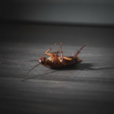 Baratas de Ponta-Cabeça: O SINAL que você NÃO pode ignorar em casa!